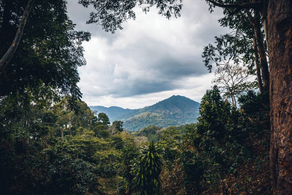 Bien choisir son café, c'est d'abord savoir où il pousse -Café Joyeux