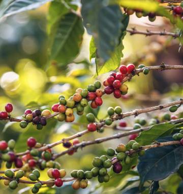 Cerises de café - Café Joyeux
