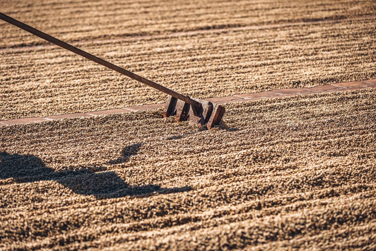 Culture du café - Café Joyeux