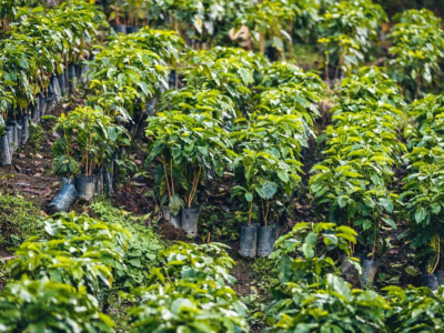 OÙ POUSSE LE CAFÉ ? 