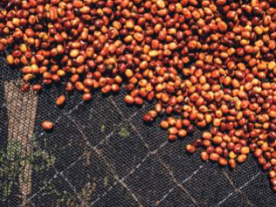 Café bio vs café conventionnel : quelle est la différence ?