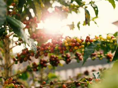 Qu'est ce qu'un café de spécialité ? 